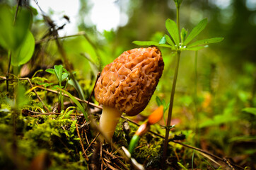 morel mushroom in the grass