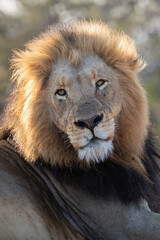 Portrait of a large male lion seen on a safari in South Africa