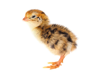 Common quail chick isolated on white background
