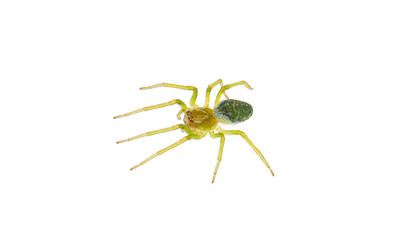 Green cribellate spider isolated on white background, Nigma walckenaeri