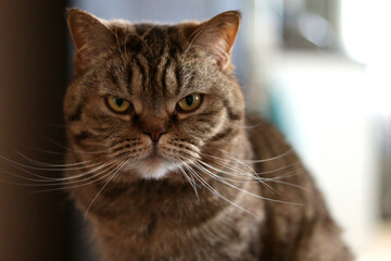 A Scottish cat looks at the camera