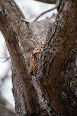 Obraz premium A female Leopard seen on a safari in South Africa