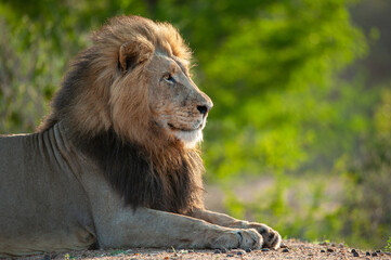 Portrait of a large male lion seen on a safari in South Africa