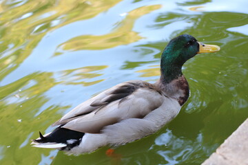 duck on the lake