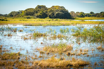 wetlands of pantanal, brazil, swamp, 