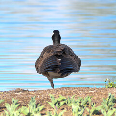 A goose stands on one leg and looks at the water