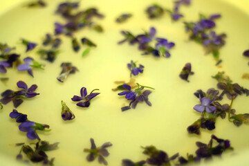 Violet flowers in water. Face washing with flowers is a Palm Sunday tradition in Croatia. Selective focus.