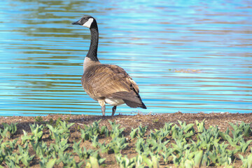 Canada goose by the water's edge