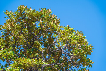 Magnolia soulangeana, the saucer magnolia, branch with fresh green leaves