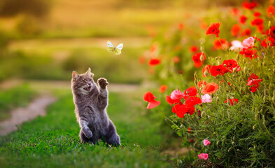 cat on the meadow © nataba
