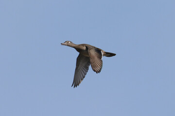 Wood duck female in flight over lake in early spring day in bright sun