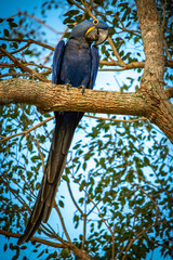Hyacinth macaw (Anodorhynchus hyacinthinus) in the wild, pantanal, brazil