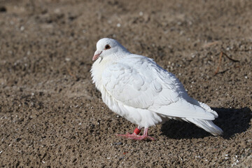 Captive bred pigeons (doves) used in release ceremonies that have gone feral and are living on a beach habitat in early spring day lying on warm sand
