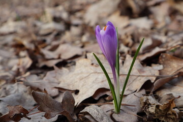 Krokus