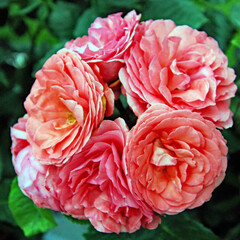 A view of some pink roses