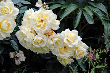 bouquet of white roses