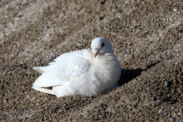 Captive bred pigeons (doves) used in release ceremonies that have gone feral and are living on a...