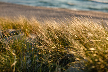 Green and Yellow Beach Grass in the dunes with Swaying in the Wind on the golden hour by the sea