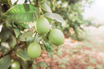 Lemon fruit on trees at a field.