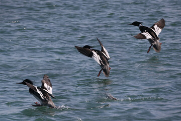 Red Breasted Merganser males swimming and fishing in bay and fighting for breeding rights
