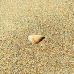 shells on sand
