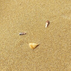 shells on sand
