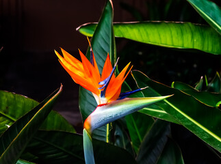 Obraz premium vibrantly colored bird of paradise plant closeup dark green leaf background