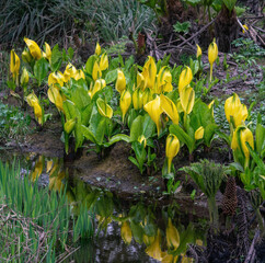 American skunk cabbage blossoms in spring