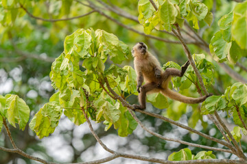 Hooded capuchin monkey (Cebus apella cay)