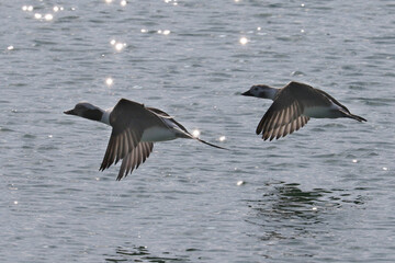 Long Tailed ducks flying over water of lake in early spring on overcast day
