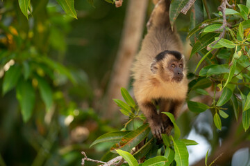 Hooded capuchin monkey (Cebus apella cay)