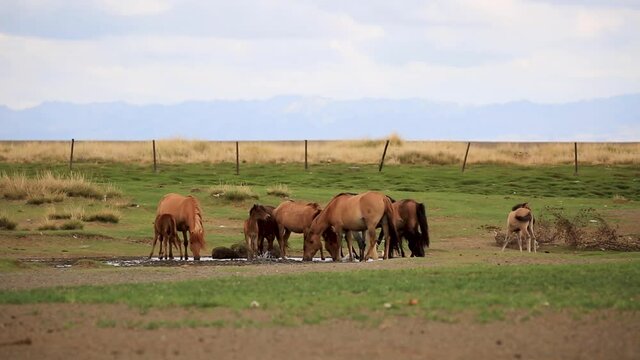 Stunning long shot of horse herd drinking water in dry grassland farm with huge picturesque mountains in the background in grass field