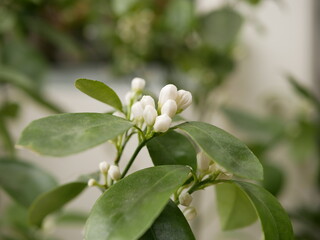 Small white orange tree flowers on a small town street. Flowering of a vitamin-containing fruit tree on a cloudy spring day.