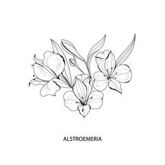 Botanical illustration. Alstroemeria flower. Black and white vector illustration