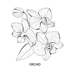 Botanical illustration. Orchid flower. Black and white vector illustration