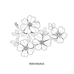 Botanical illustration. Rosa majalis flower. Black and white vector illustration