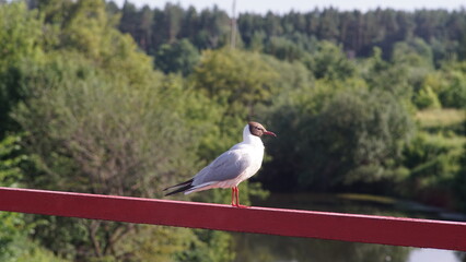 A lonely seagull sits on the railing