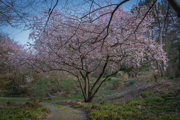 Fototapeta na wymiar Gennevilliers, France - 02 27 2021: Chanteraines park. Nature in bloom in spring season. White cherry in bloom