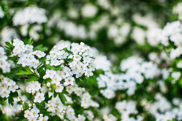 Lovely delicate cherry blossom in warm spring weather for background