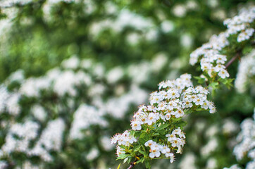 Lovely delicate cherry blossom in warm spring weather for background