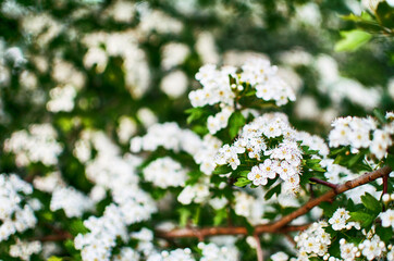 Lovely delicate cherry blossom in warm spring weather for background