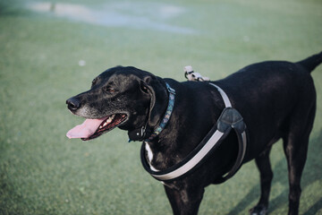 Dog smiling with tongue out at the dog park on a sunny day. Dogs playing at dog park with water and other friends.