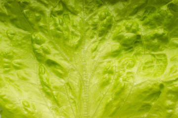 Freshness of lettuce leaf. Full frame natural green background