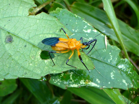 Yellow, dark blue Assassin Bug, (Reduviidae family) Amazon rainforest, Brazil
