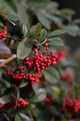 Bush with lots of red berries on branches, autumnal background. Close-up colorful autumn wild bushes with red berries in the park