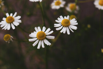 glade with white daisies, beautiful wildflowers © Ксения Симирей