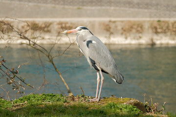 Héron cendré debout sur un île