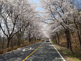 Fototapeta premium 벗꽃2