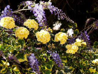 small yellow roses on branch of Lady Banksiana