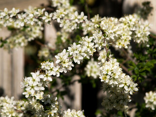 blackthorn bush blossom full sun